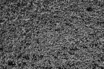 Black and white leaves pattern background, Natural background and Natural wallpaper