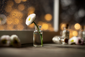 Daisy in a little Glass Vase looking pout of a Window