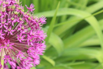 Pink small flowers on a background of green young leaves in the spring. Texture background for design.