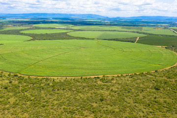Fototapeta premium Aerial view: Agriculture, sugar cane cultivation, eSwatini Africa