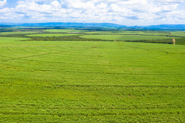 Naklejka premium Aerial view: Agriculture, sugar cane cultivation, eSwatini Africa