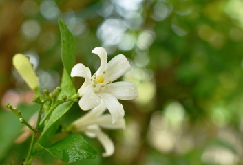 orange jasmine tropical flower scented on night with drop of water blooming in garden