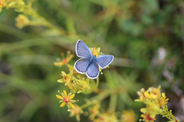 Plebejus idas, the Idas blue or northern blue butterfly