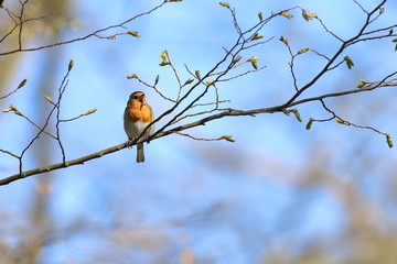 Rotkehlchen - Vogel - Erithacus rubecula