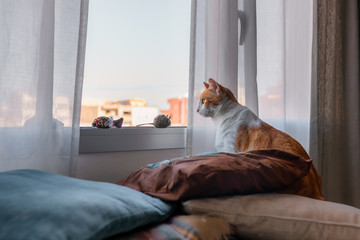 gato blanco y marron tras almohadas azules, mira el exterior desde la ventana
