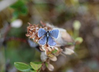 Plebejus idas, the Idas blue or northern blue butterfly