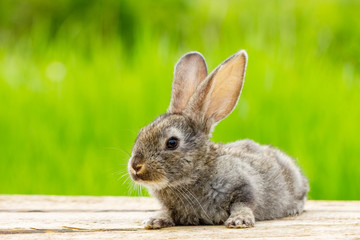 Portrait of a cute fluffy gray rabbit with ears on a natural green background