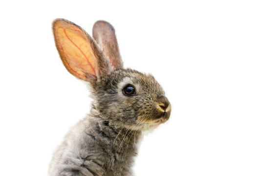 Furry cute rabbit on white background isolated