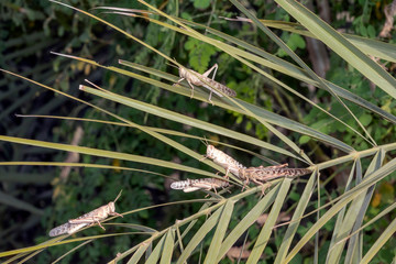 Swarm of locusts in Al Ain United Arab Emirates