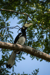 Oriental pied hornbill portrait.