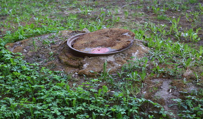 Half-open rusty cover of the old hatch among the green grass