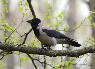 A crow on a tree branch among spring green sprouts