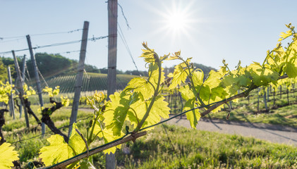 Weinberg und Weinreben im Frühling