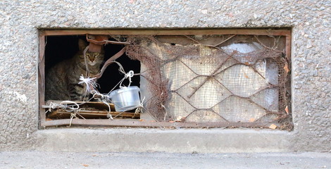 cat in basement window