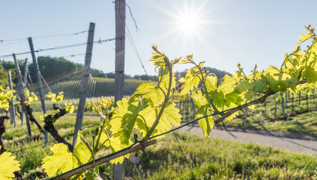 Weinberg und Weinreben im Fr&uuml;hling