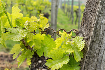 Weinberg und Weinreben im Frühling