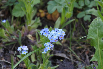 Sei nicht so vergesslich! Vergissmeinnicht