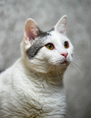 white with gray spots cat
