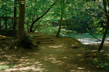 path in the woods