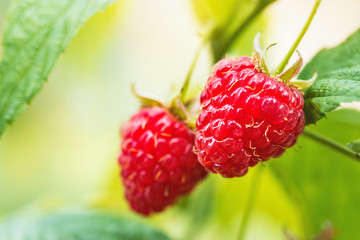 Natural food - fresh red raspberries in a garden. Bunch of ripe raspberry fruit - Rubus idaeus - on...