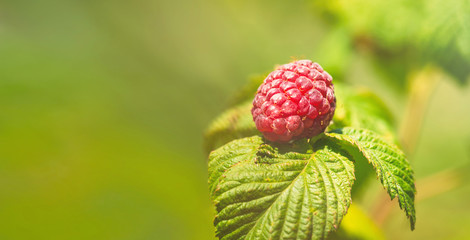 Natural food - fresh red raspberries in a garden. Bunch of ripe raspberry fruit - Rubus idaeus - on...