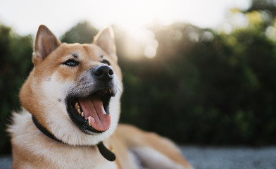 emotions surpraise dog close up rest on background sun flare, chilling shiba inu leisure on green park, pet relaxing on nature, animal relax trip, mockup copy space