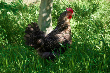Beautiful hen between green grasses