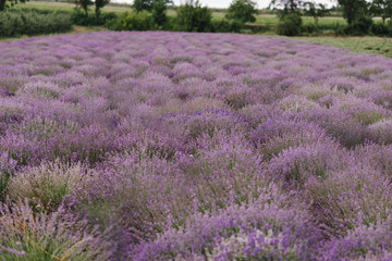 Fototapeta na wymiar Lavender bushes in the field. Blooming lavender. Sunset gleam over purple flowers of lavender. Provence region of France. Field of Lavender, Lavandula angustifolia, Lavandula officinalis.