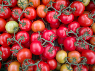 Background of group red tomatoes. Ripe natural branch tomatoes.