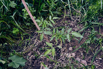 Fototapeta premium Growing of organic tomato plants