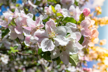 Apple tree blooming in spring