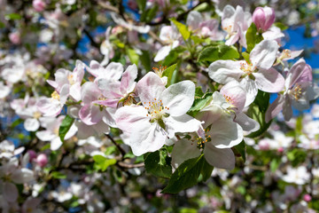 Apple tree blooming in spring