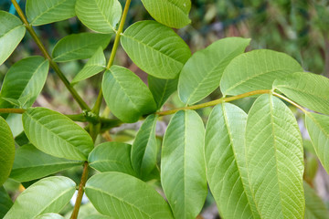 Fototapeta na wymiar Green walnut leaves