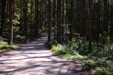 Fototapeta premium Wanderweg im Wald 