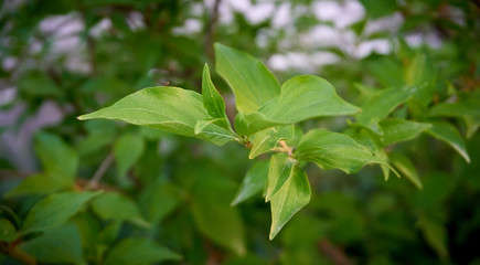 Fototapeta na wymiar Near plan photo of green cranberry leaves