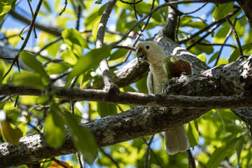 Tanimbar corella cockatoo, Singapore.