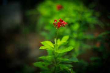 flowers  are beautiful