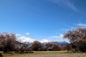 Obraz premium Through the mountains and wild pink peach blossoms, looking at Nanjiabawa Peak, against the blue sky, white clouds, and green water, it is even more steep and majestic!
