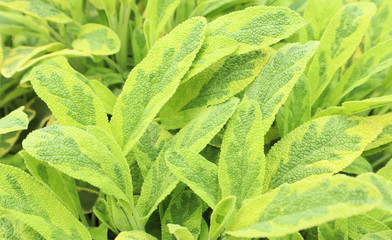 Fresh green young leaves in the spring. Texture background for design.