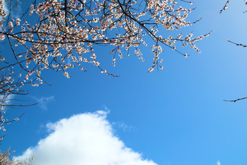 Through the mountains and wild pink peach blossoms, looking at Nanjiabawa Peak, against the blue sky, white clouds, and green water, it is even more steep and majestic!
