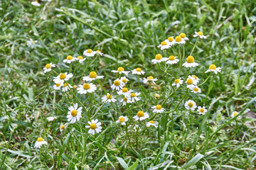 Beautiful daisy flowers in nature