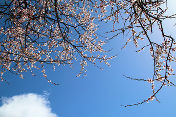 Through the mountains and wild pink peach blossoms, looking at Nanjiabawa Peak, against the blue sky, white clouds, and green water, it is even more steep and majestic!
