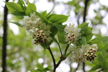 
Bunches of beautiful delicate pink and white flowers bloomed on a tree in spring