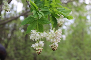 
Bunches of beautiful delicate pink and white flowers bloomed on a tree in spring
