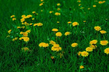 Bright dandelions on a background of green meadow. Horizontal photo. Spring atmosphere.
