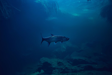 tarpon underwater, large sea fish, tarpon in the wild, fishing underwater photo