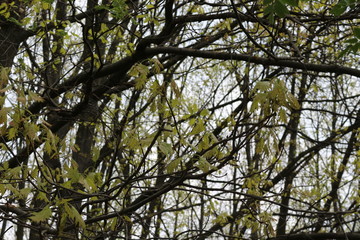 Oak flowers look like thin brown threads with knots