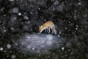 fox camera trap wildlife animal at night