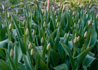 Horizontal photo. Closed green tulip buds will bloom soon. Spring nature.