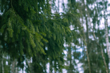 Green spruce branch, close shot. Blurred forest background on the right. Forest spring landscape.